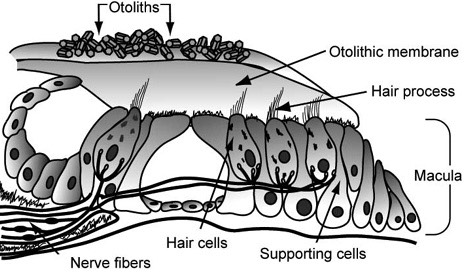 Otolith organ of vestibular system